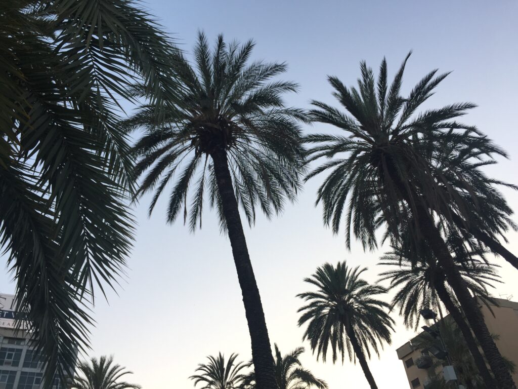 palermo piazza castelnuovo le palme